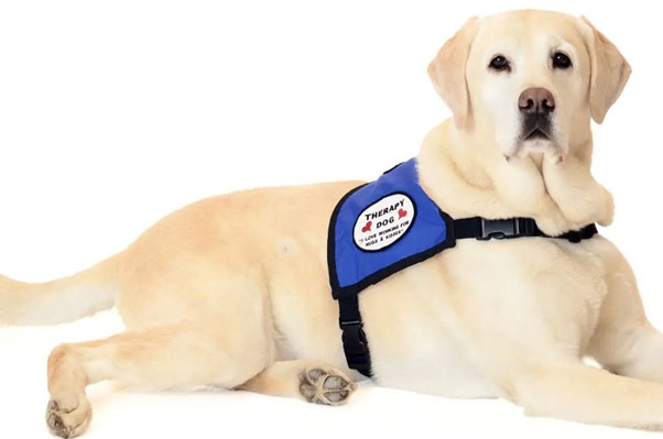Assisted Living Locators of Long Island: Pet Therapy